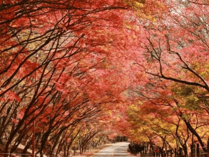 TOUR HÀN QUỐC MÙA LÁ ĐỎ: HÀ NỘI – SEOUL – NAMI – SEOUL GRAND PARK 5N4Đ – BAY VN TOUR HÀN QUỐC MÙA LÁ ĐỎ: HÀ NỘI – SEOUL – NAMI – SEOUL GRAND PARK 5N4Đ – BAY VN