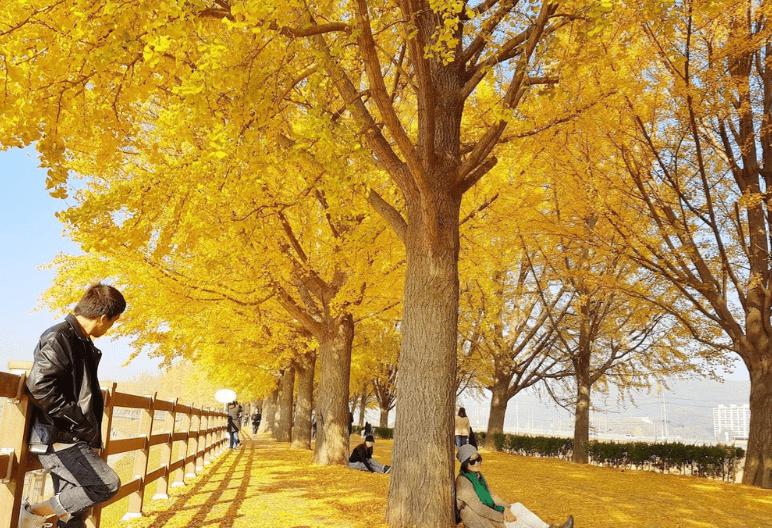 TOUR HÀN QUỐC MÙA LÁ ĐỎ: HÀ NỘI – SEOUL – NAMI – SEOUL GRAND PARK 5N4Đ – BAY VN TOUR HÀN QUỐC MÙA LÁ ĐỎ: HÀ NỘI – SEOUL – NAMI – SEOUL GRAND PARK 5N4Đ – BAY VN