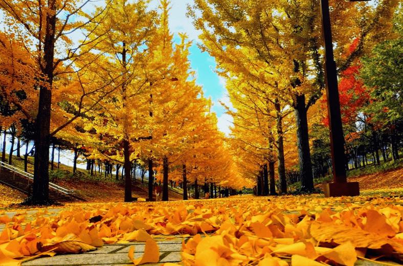 TOUR HÀN QUỐC MÙA LÁ ĐỎ: HÀ NỘI – SEOUL – NAMI – SEOUL GRAND PARK 5N4Đ – BAY VN TOUR HÀN QUỐC MÙA LÁ ĐỎ: HÀ NỘI – SEOUL – NAMI – SEOUL GRAND PARK 5N4Đ – BAY VN