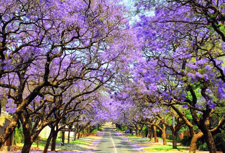 TOUR DU LỊCH ÚC MÙA PHƯỢNG TÍM: HÀ NỘI – SYDNEY– DANDENONG– MELBOURNE – HÀ NỘI 7N6Đ – BAY VN TOUR DU LỊCH ÚC MÙA PHƯỢNG TÍM: HÀ NỘI – SYDNEY– DANDENONG– MELBOURNE – HÀ NỘI 7N6Đ – BAY VN